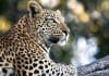 Five sheep were killed in a leopard attack