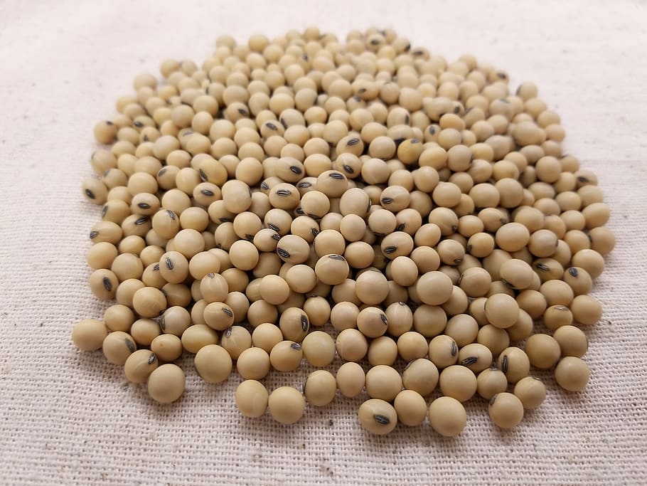 soybean-soybeans-soy-seed-beans-soya