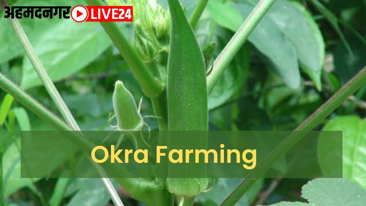 okra farming