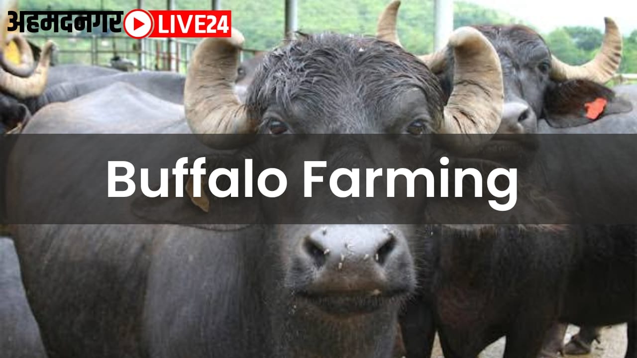 buffalo farming