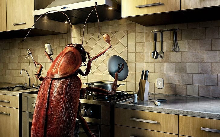 Kitchen Tips If cockroaches are bothering you in the kitchen remove them outside