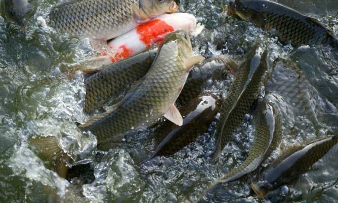 How to start fish farming business? Learn complete information
