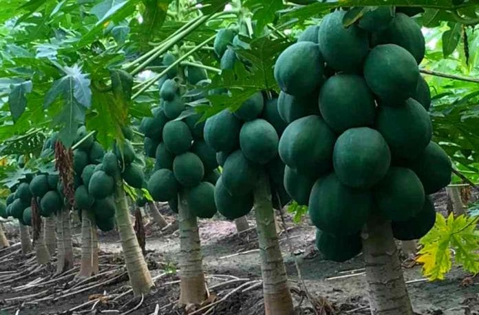 You too can become rich by Papaya Farming Just follow 'this' method