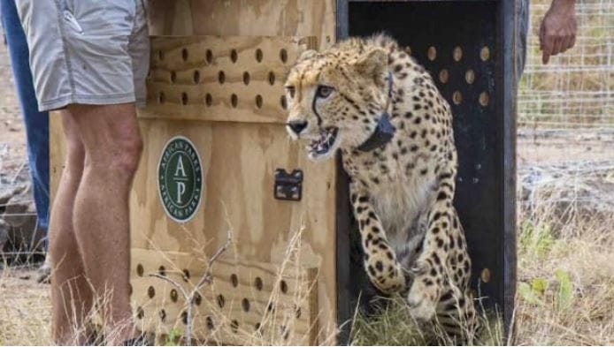 Cheetah Return Cheetahs coming to India have satellite caller ID