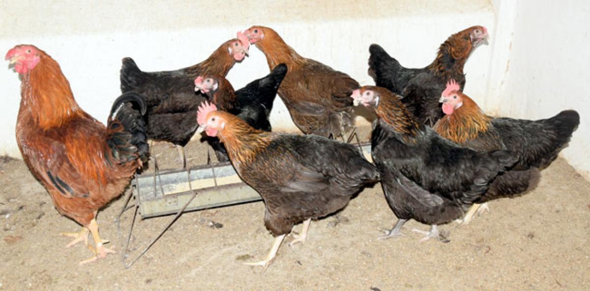 Desi Poultry Farming And Breeds Select 'These' 3 Desi Chickens For Poultry