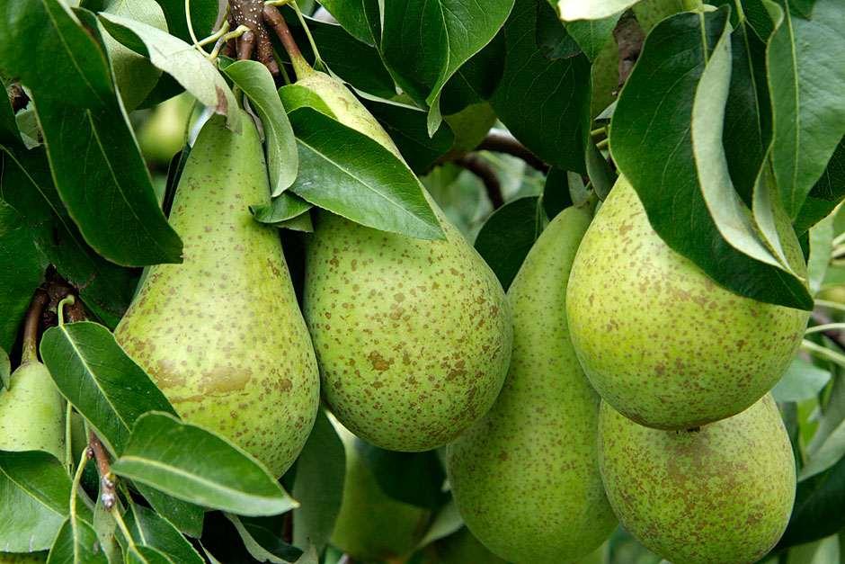 Health Tips Before eating pear know its advantages and disadvantages