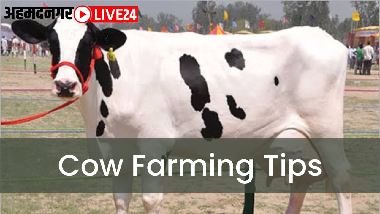 cow farming tips
