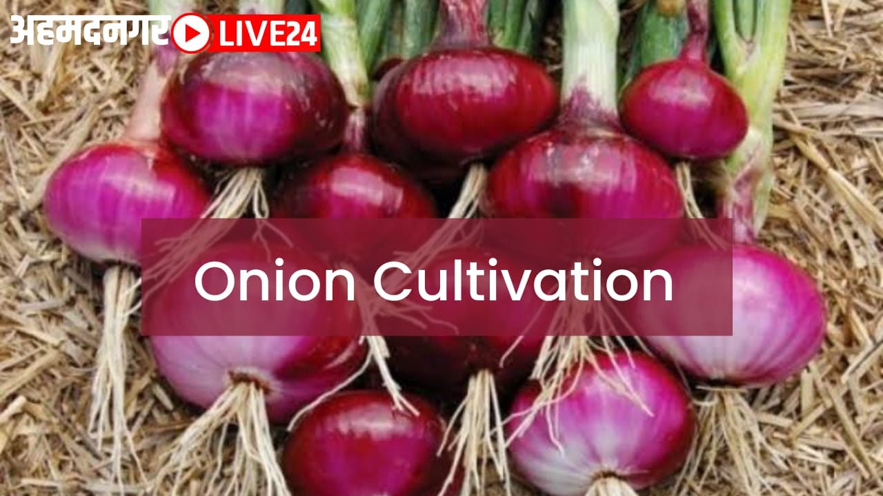 onion cultivation