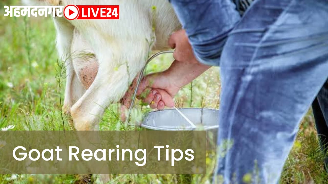 goat rearing tips