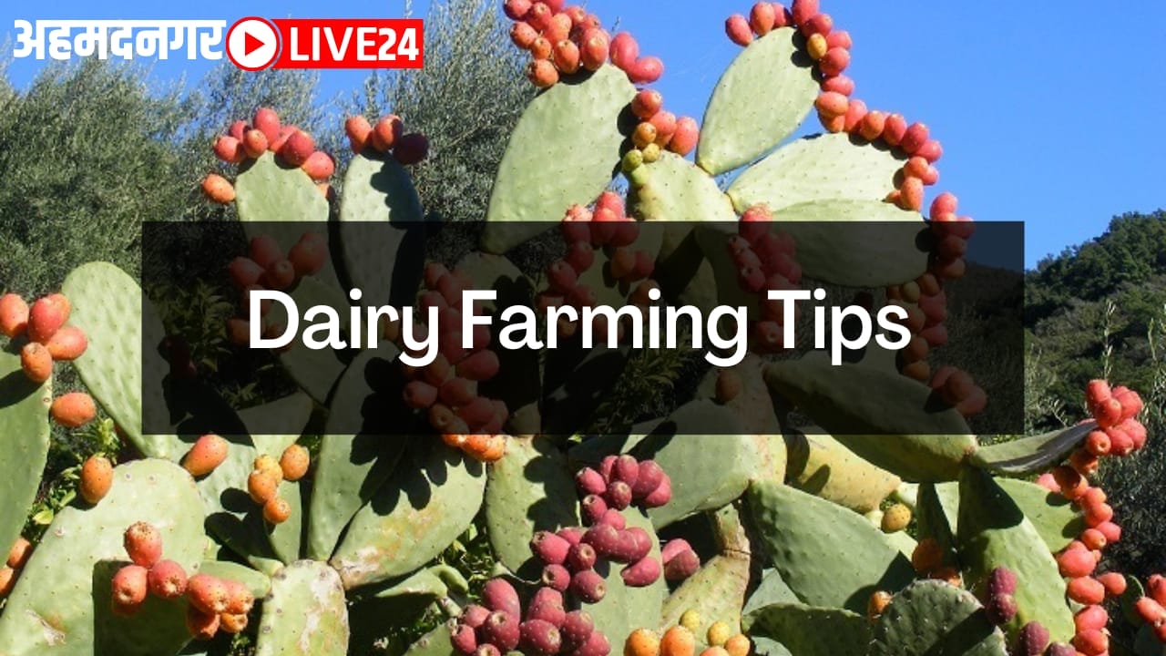 dairy farming tips