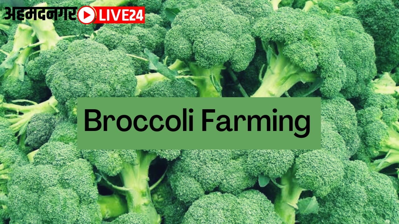 broccoli farming
