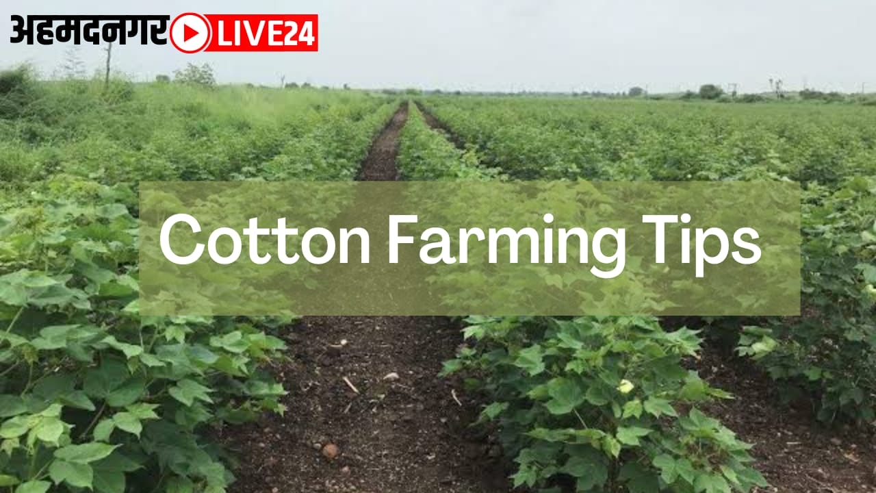 cotton farming tips
