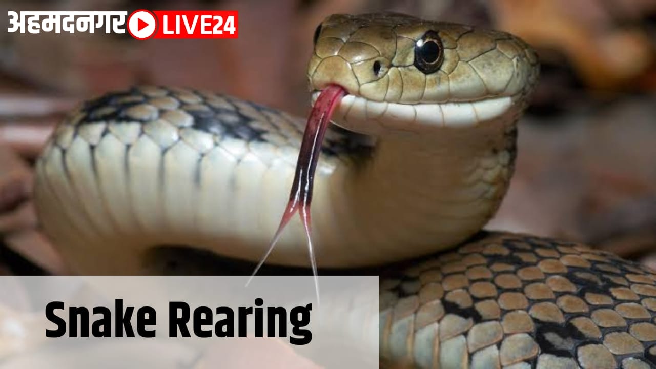 snake rearing