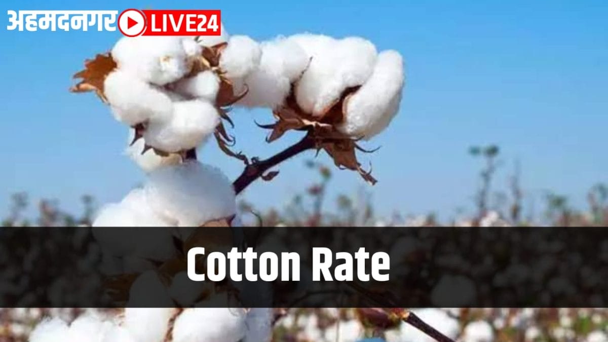 cotton rate