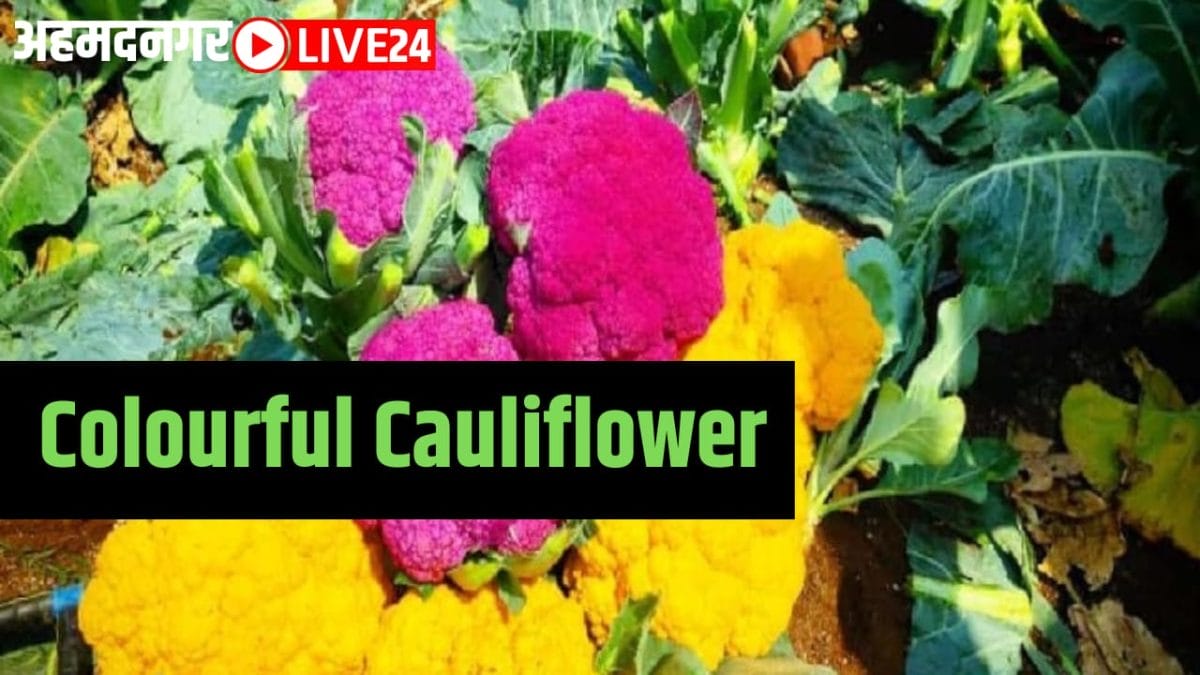 colourful cauliflower