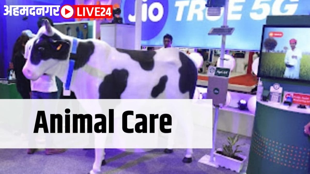 animal care