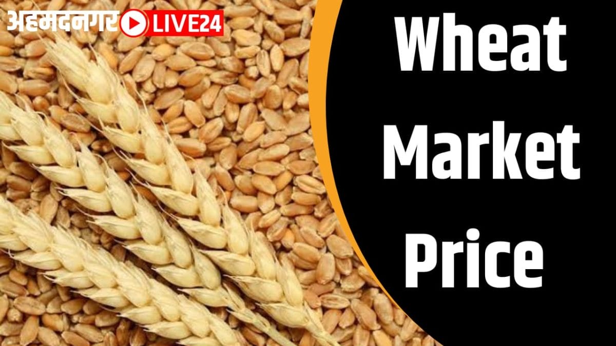 wheat market price