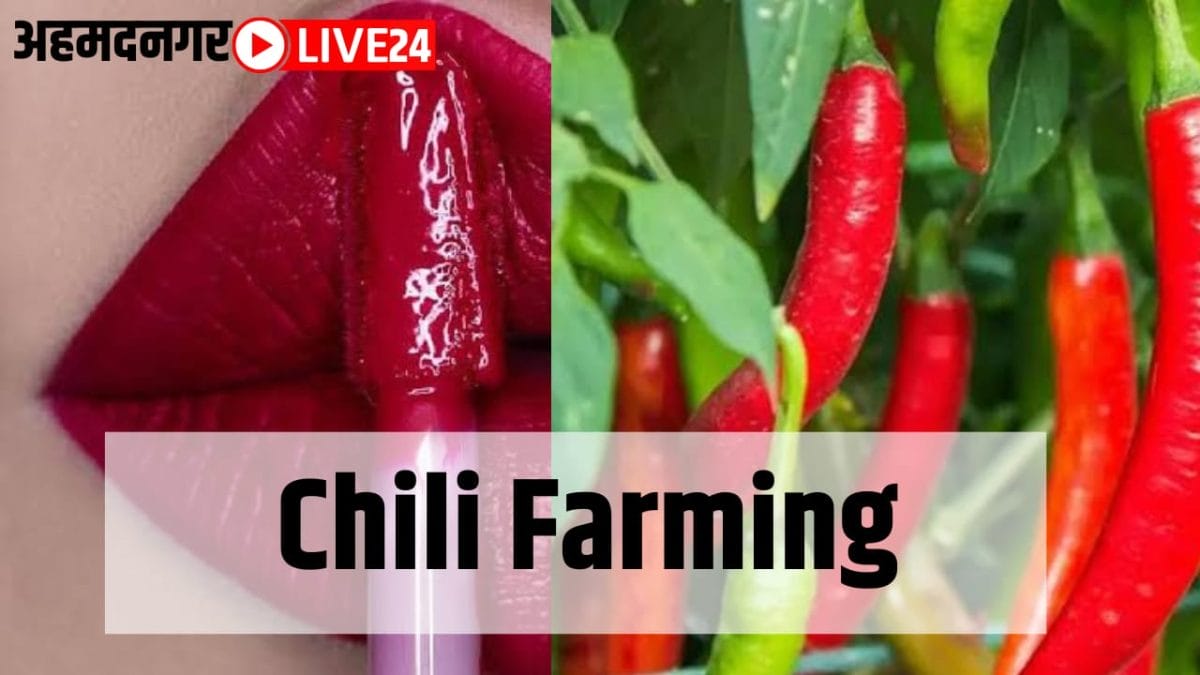 chili farming