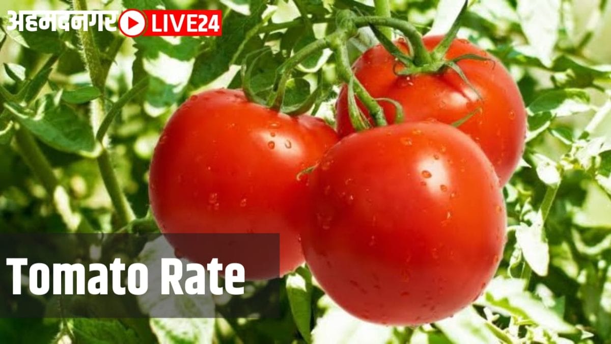 tomato rate
