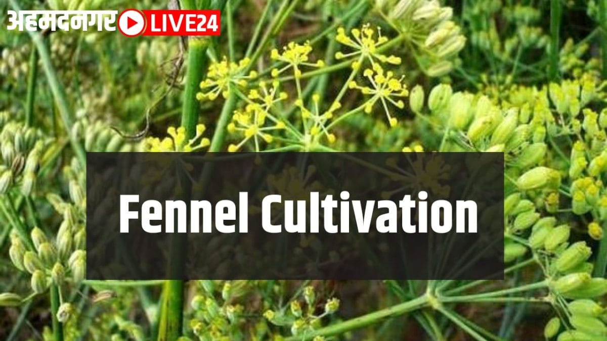 fennel cultivation